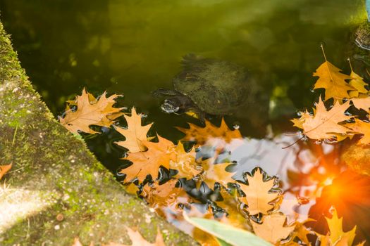 Pond with green water, turtle and yellow leaves