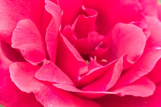 Petals of a pretty rose flower very close.