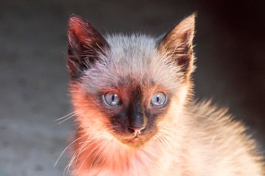 Blue eyed puppy cat head staring curious, lovely kitten.