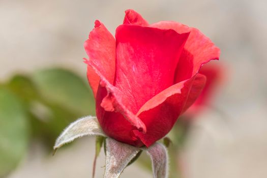 A pretty bud of red rose in spring.