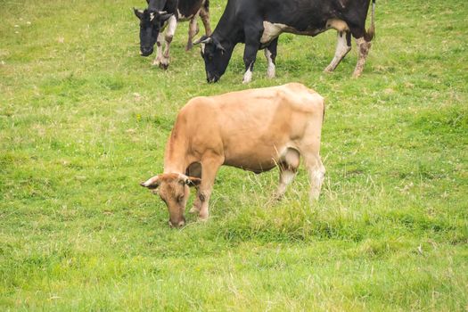 Galician blond cow grazing calmly in a green meadow in Spain.