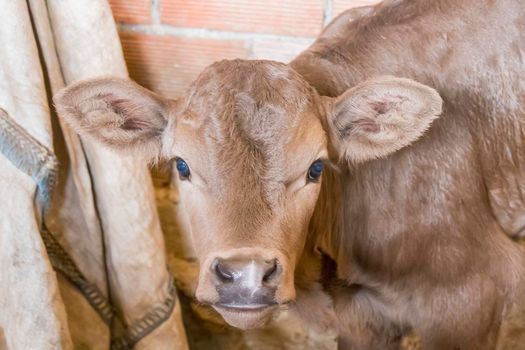 Newborn calf looking curious waiting for mother's milk.