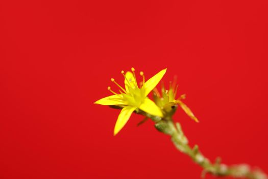 Yellow star flower blossom close up modern botanical background sedum lanceolatum family crassulaceae high quality big size print