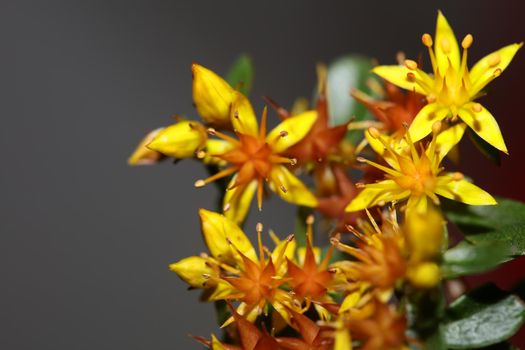 Yellow star flower blossom close up modern botanical background sedum lanceolatum family crassulaceae high quality big size print
