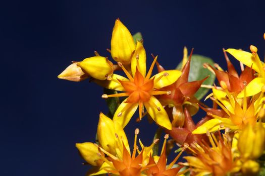 Yellow star flower blossom close up modern botanical background sedum lanceolatum family crassulaceae high quality big size print