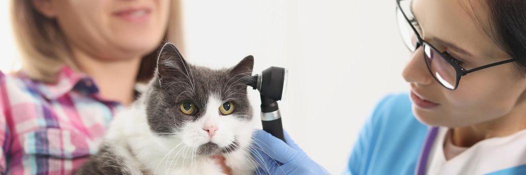 Portrait of owner woman holding her cat pet on hands and veterinarian check ear with special tool. Calm domestic animal on appointment. Vet, health concept