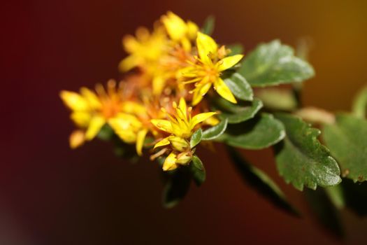 Yellow star flower blossom close up modern botanical background sedum lanceolatum family crassulaceae high quality big size print