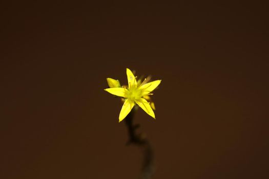 Yellow star flower blossom close up modern botanical background sedum lanceolatum family crassulaceae high quality big size print