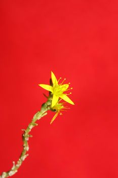 Yellow star flower blossom close up modern botanical background sedum lanceolatum family crassulaceae high quality big size print