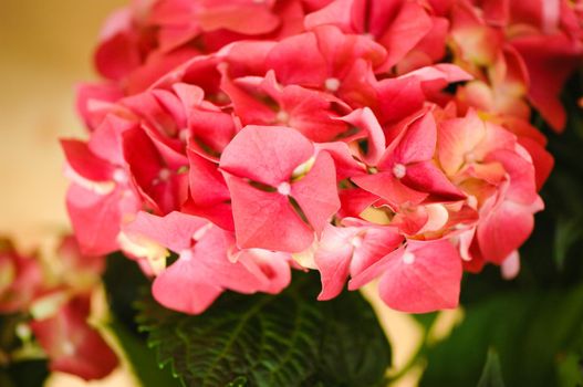 A selective focus shot of red hydrangea