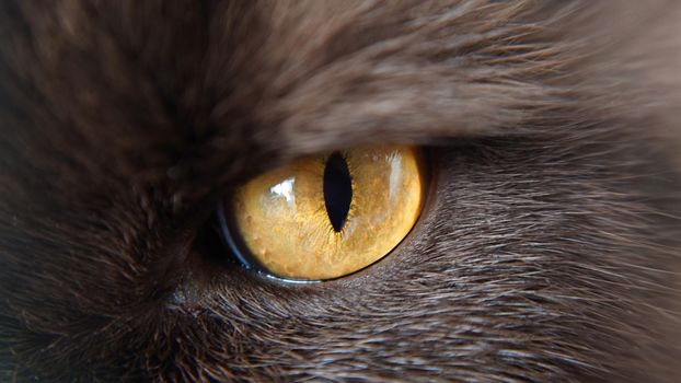 Macro yellow eyes of a shorthair British breed of cat .Texture or background