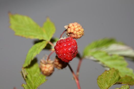 Wild red berry fruit close up modern botanical background rubus occidentalis family rosaceae high quality big size eating print