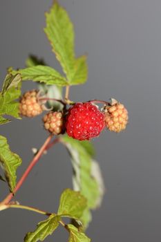 Wild red berry fruit close up modern botanical background rubus occidentalis family rosaceae high quality big size eating print