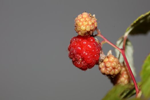 Wild red berry fruit close up modern botanical background rubus occidentalis family rosaceae high quality big size eating print