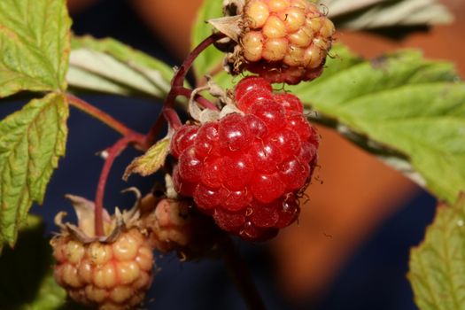 Wild red berry fruit close up modern botanical background rubus occidentalis family rosaceae high quality big size eating print