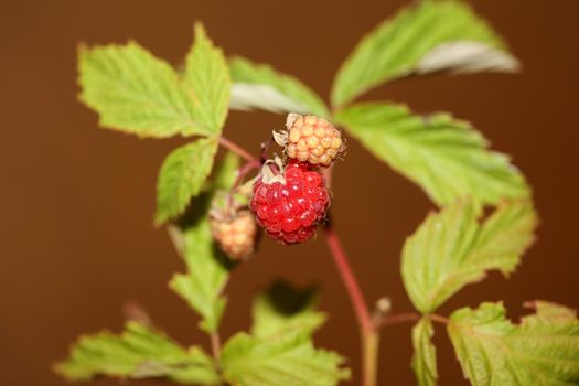 Wild red berry fruit close up modern botanical background rubus occidentalis family rosaceae high quality big size eating print