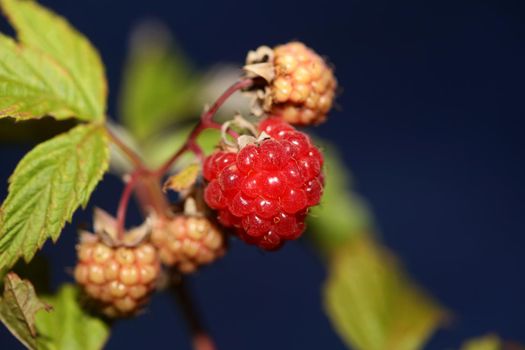 Wild red berry fruit close up modern botanical background rubus occidentalis family rosaceae high quality big size eating print