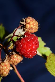 Wild red berry fruit close up modern botanical background rubus occidentalis family rosaceae high quality big size eating print