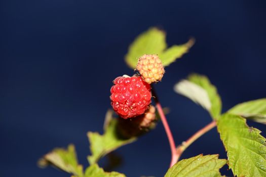 Wild red berry fruit close up modern botanical background rubus occidentalis family rosaceae high quality big size eating print