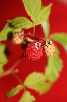 Wild red berry fruit close up modern botanical background rubus occidentalis family rosaceae high quality big size eating print