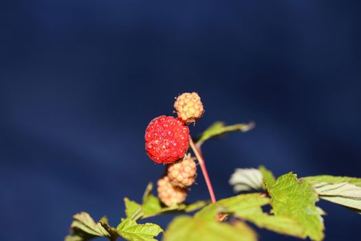 Wild red berry fruit close up modern botanical background rubus occidentalis family rosaceae high quality big size eating print