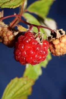 Wild red berry fruit close up modern botanical background rubus occidentalis family rosaceae high quality big size eating print