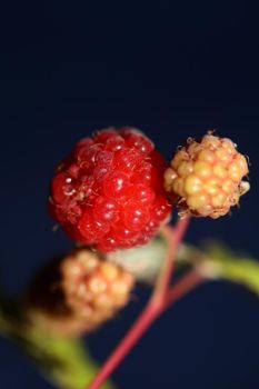 Wild red berry fruit close up modern botanical background rubus occidentalis family rosaceae high quality big size eating print