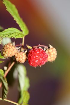 Wild red berry fruit close up modern botanical background rubus occidentalis family rosaceae high quality big size eating print