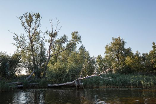 Landscape of a riverside with a fallen dry tree and one cormorant at the tree top