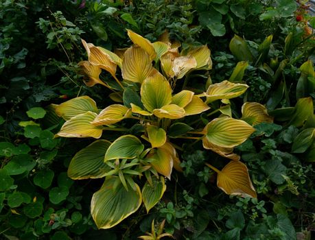 The plant has green-yellow leaves surrounded by bright green foliage