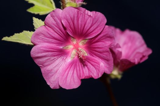Purple wild flower blossom close up malva arborea family malvaceae modern botanical background high quality big size prints