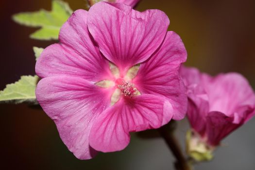 Purple wild flower blossom close up malva arborea family malvaceae modern botanical background high quality big size prints