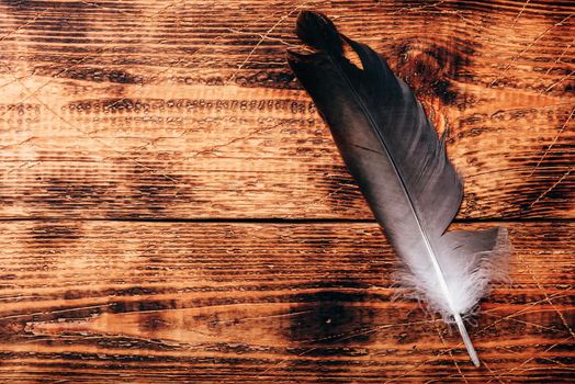 One hawk feather over old wooden table