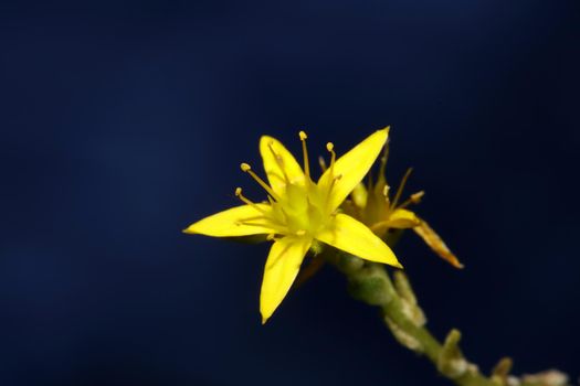 Yellow star flower blossom close up modern botanical background sedum lanceolatum family crassulaceae high quality big size print