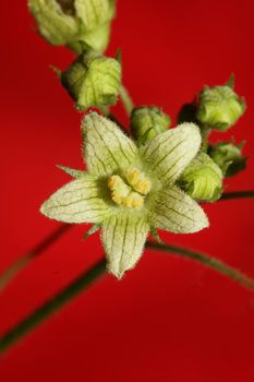 Yellow star flower blossoming close up botanical background Bryonia alba family cucurbitaceae big size high quality print