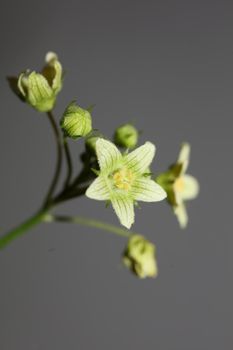 Yellow star flower blossoming close up botanical background Bryonia alba family cucurbitaceae big size high quality print