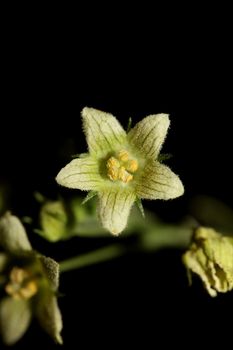 Yellow star flower blossoming close up botanical background Bryonia alba family cucurbitaceae big size high quality print