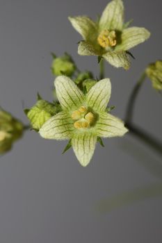 Yellow star flower blossoming close up botanical background Bryonia alba family cucurbitaceae big size high quality print