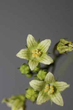 Yellow star flower blossoming close up botanical background Bryonia alba family cucurbitaceae big size high quality print