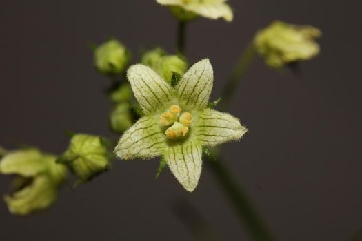 Yellow star flower blossoming close up botanical background Bryonia alba family cucurbitaceae big size high quality print