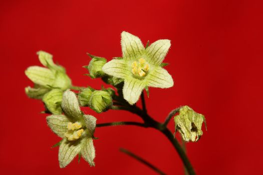 Yellow star flower blossoming close up botanical background Bryonia alba family cucurbitaceae big size high quality print