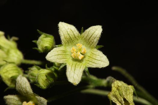 Yellow star flower blossoming close up botanical background Bryonia alba family cucurbitaceae big size high quality print