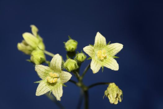 Yellow star flower blossoming close up botanical background Bryonia alba family cucurbitaceae big size high quality print