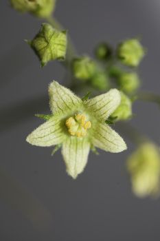 Yellow star flower blossoming close up botanical background Bryonia alba family cucurbitaceae big size high quality print