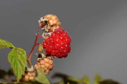 Wild red berry fruit close up modern botanical background rubus occidentalis family rosaceae high quality big size eating print