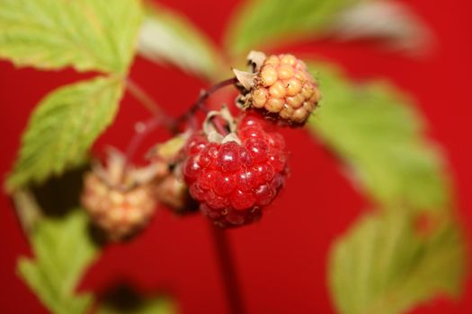 Wild red berry fruit close up modern botanical background rubus occidentalis family rosaceae high quality big size eating print