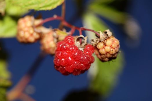 Wild red berry fruit close up modern botanical background rubus occidentalis family rosaceae high quality big size eating print