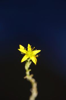 Yellow star flower blossom close up modern botanical background sedum lanceolatum family crassulaceae high quality big size print