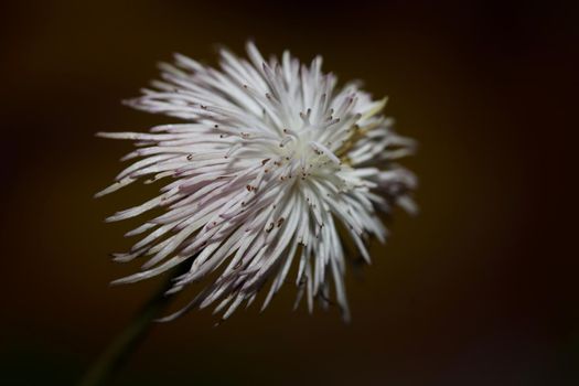White flower blossoming close up botanical background clematis viticella family ranunculaceae big size high quality prints