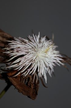 White flower blossoming close up botanical background clematis viticella family ranunculaceae big size high quality prints